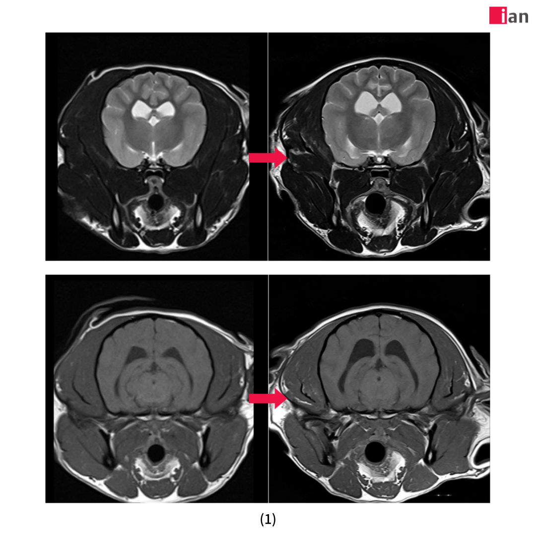 이안동물의학센터, AI 기반 MRI 촬영 1000건 달성