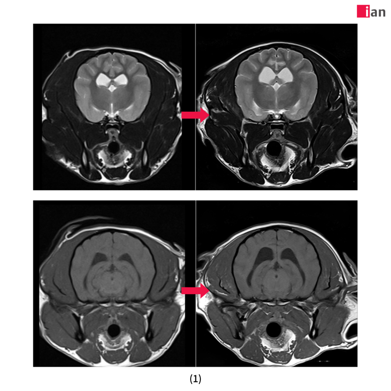 이안동물의학센터, AI 기반 MRI 촬영 1000건 달성 post image